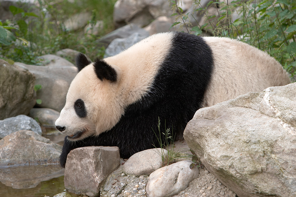 Panda Vienna